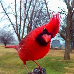 Meet your Posher, Pete